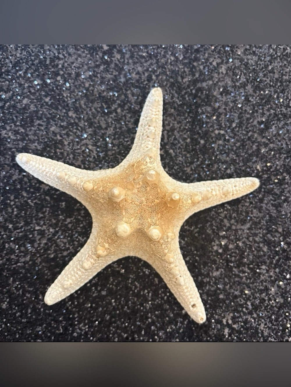Coastal Seashell & Starfish Collection | Natural Beach Décor Display Bundle - Picture 9 of 11